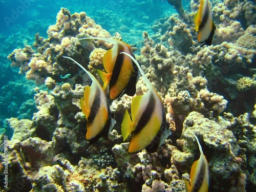 Small tropical fish shoal on coral reefs underwater world