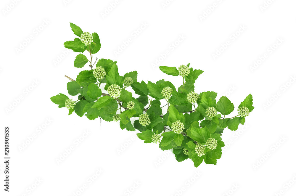 Tree branch with leaves isolated on white background. Tree branch with leaves isolated on white background.