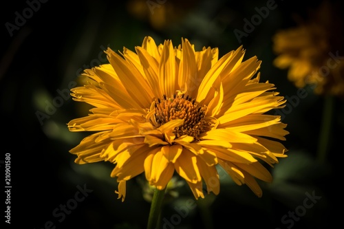 żółty kwiat ogrodowy