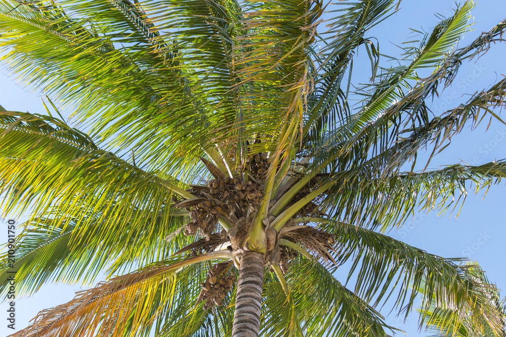Fototapeta premium Palmier vue de dessous