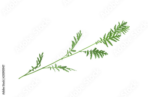 Plant stem with green leaves isolated on white background.