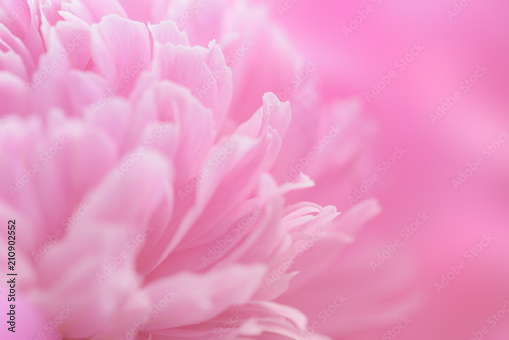 Pink petals with blurred focus