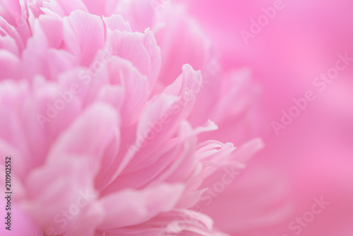 Pink petals with blurred focus