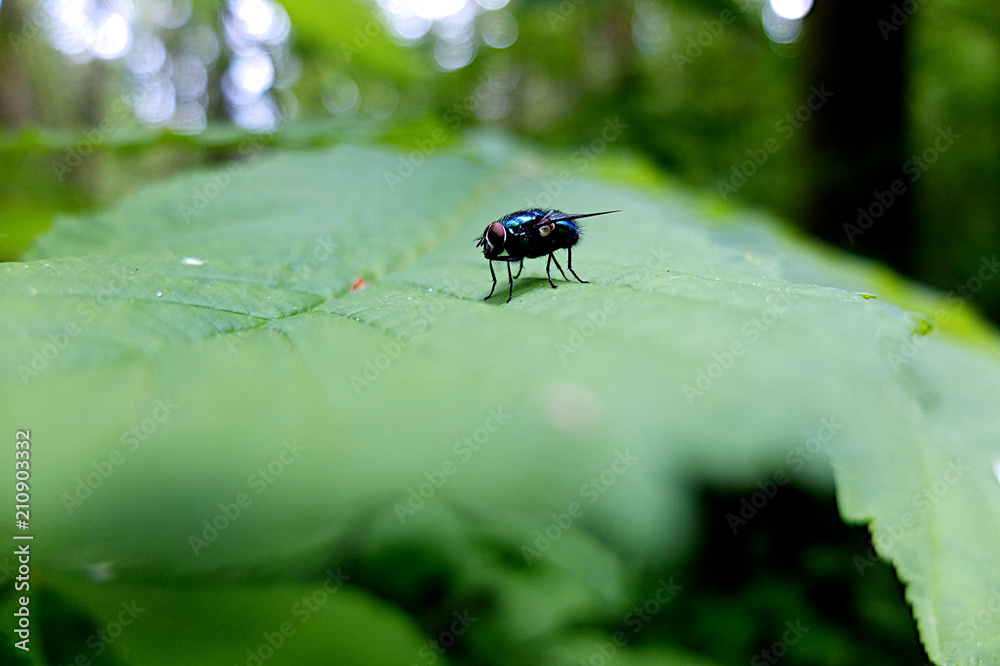Naklejka premium Fliege auf Blatt