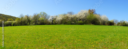 weiss blühende Bäume im Frühling an einer Wiese mit gelbem Löwenzahn Panorama
