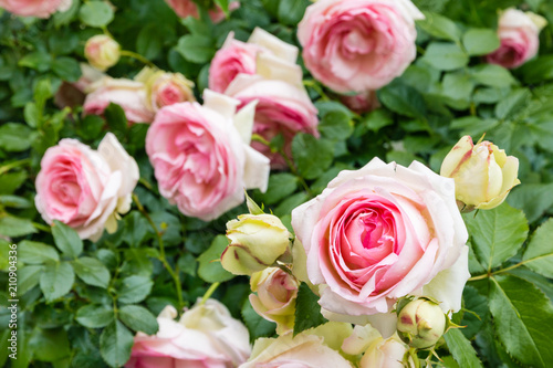 rose bush with pink and white tea roses in bloom 