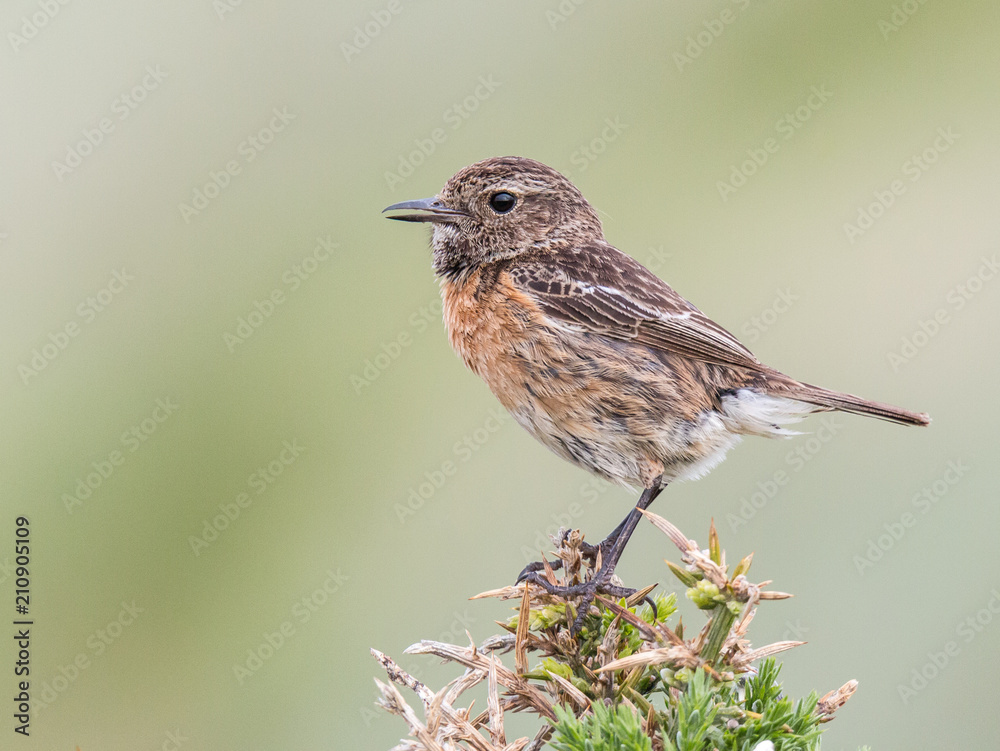 small birds with their colors brighten up the summer small birds with their colors brighten up the summer