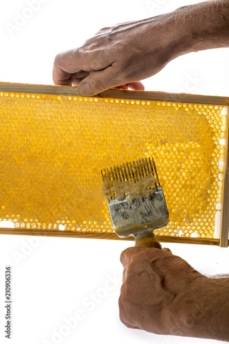 Beekeeper is uncapping honeycomb with uncapping fork photo