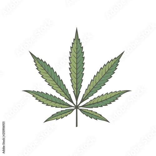 illustration of marijuana or cannabis leaf isolated on white background