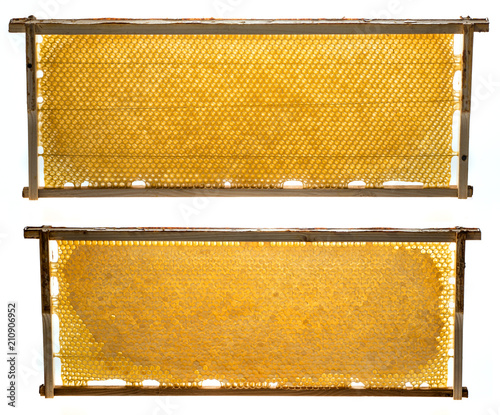 bee frames isolated on a white background photo