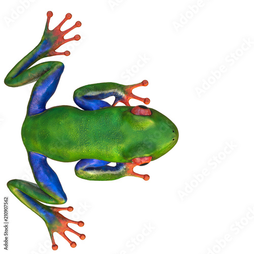 amazon frog in a white background