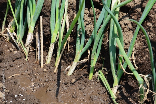 Green onion (White leek) seedlings planting