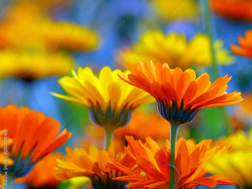 Hautpflege mit Ringelblumen Hautpflege mit Ringelblumen