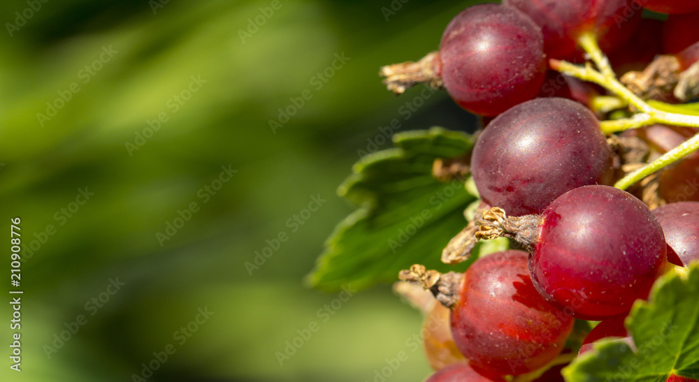 Fresh gooseberries on a branch of gooseberry bush with sunlight. Fresh gooseberries on a branch of gooseberry bush with sunlight.
