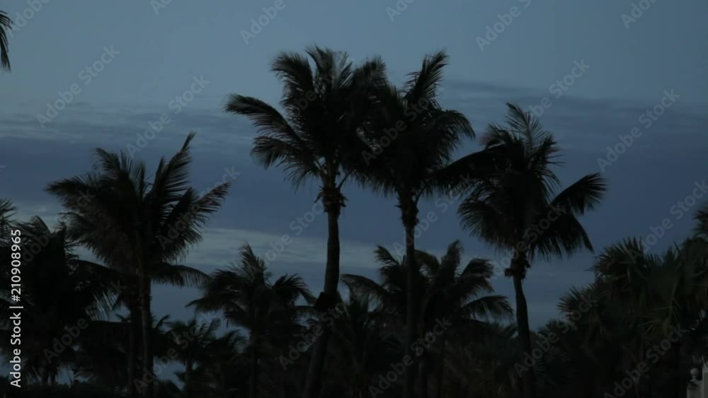 Silhouetted palm trees blow restlessly at night Silhouetted palm trees blow restlessly at night