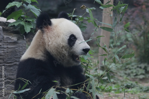 Fototapeta Naklejka Na Ścianę i Meble -  Giant Panda eats Bamboo Leaves, Dian Dian, Beijing, China