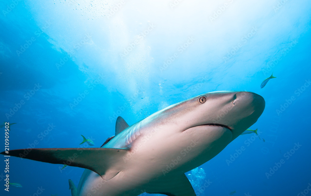 Obraz premium Caribbean reef shark