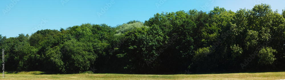Obraz premium Green Nature Landscape Park Trees Blue Sky Relax Summer 