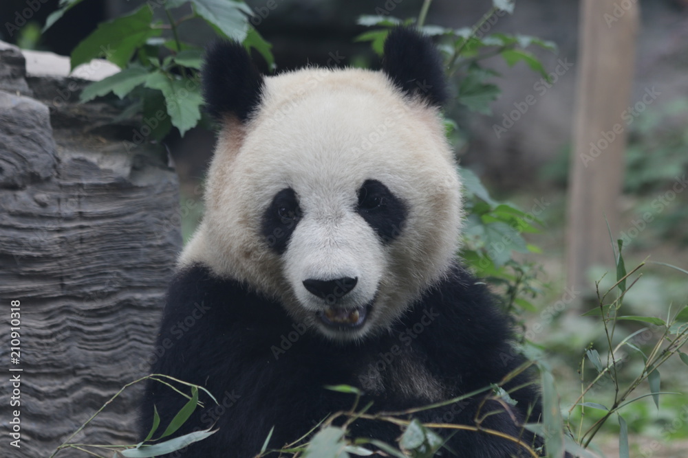 Giant Panda eats Bamboo Leaves, Dian Dian, Beijing, China Giant Panda eats Bamboo Leaves, Dian Dian, Beijing, China