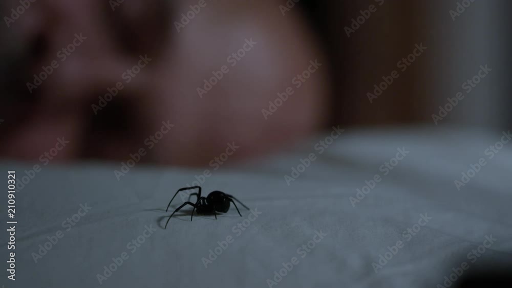 Man sleeps as Black Widow Spider sits on his pillow then crawls away. Man sleeps as Black Widow Spider sits on his pillow then crawls away.