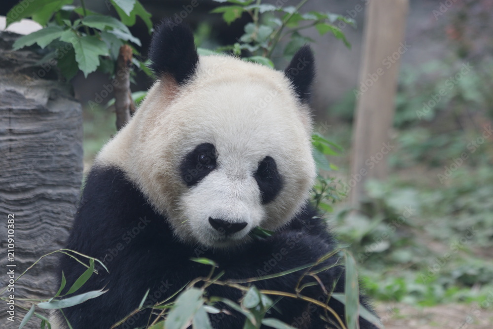 Giant Panda eats Bamboo Leaves, Dian Dian, Beijing, China Giant Panda eats Bamboo Leaves, Dian Dian, Beijing, China