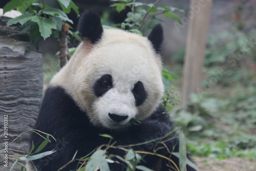Giant Panda eats Bamboo Leaves  Dian Dian  Beijing  China