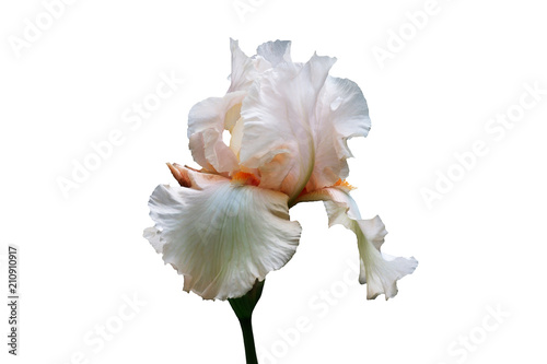Iris flower with white petals and the orange middle on a white background.