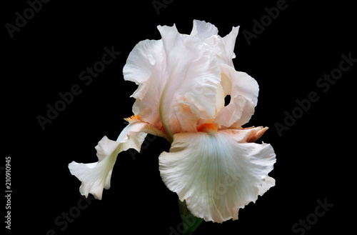 White flower of an iris with stamens of orange color on a black background.