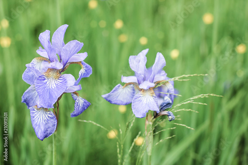 Bright violet iris flowers on green grass background. Tender floral summer wallpaper