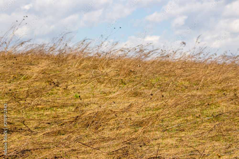 Obraz premium Dry grass in the field in early spring 