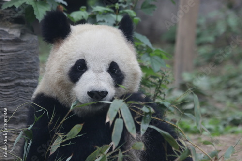 Funny Giant Panda in Beijing  China