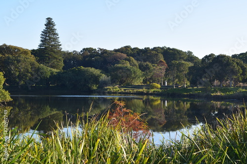 Pine Treeline & Lake