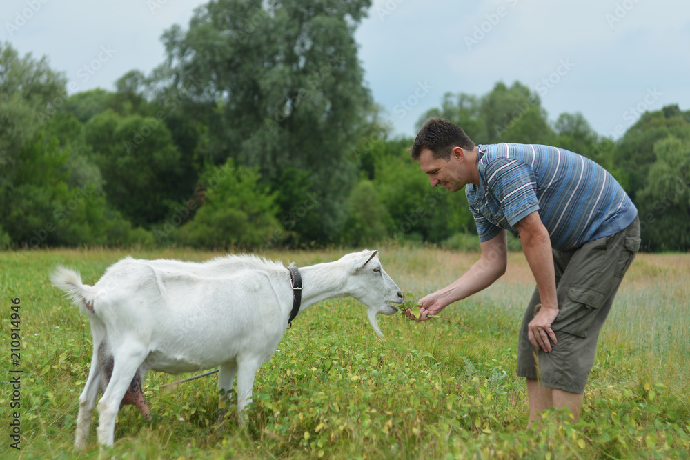 A man feeds a white goat that grazes on a green meadow.