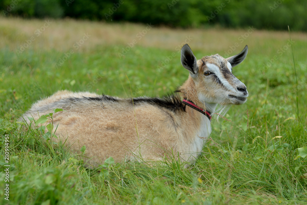 Brown goat close-up grazes on a meadow in a summer day on a leash. Brown goat close-up grazes on a meadow in a summer day on a leash.