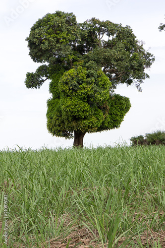 A lone tree in a green field somewhere off Buikwe  Uganda. Shot in June 2017.