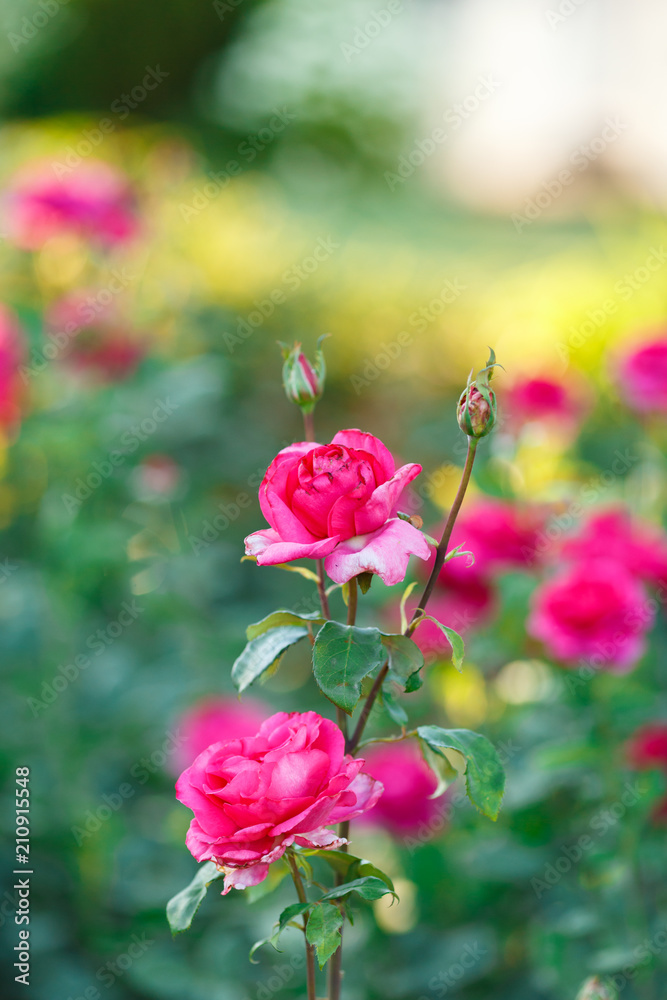 pink rose bush with flowers and green buds pink rose bush with flowers and green buds