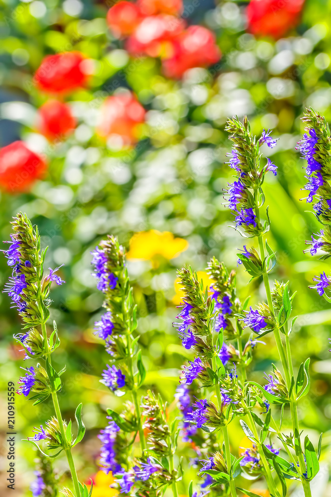 Obraz premium Blue hyssop flowers on a summer flowerbed in a backlight