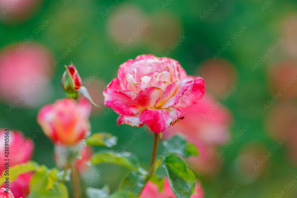 pink rose bush with flowers and green buds pink rose bush with flowers and green buds