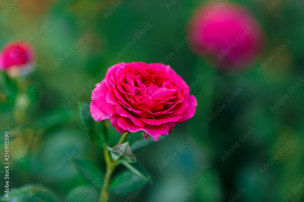 pink rose bush with flowers and green buds pink rose bush with flowers and green buds