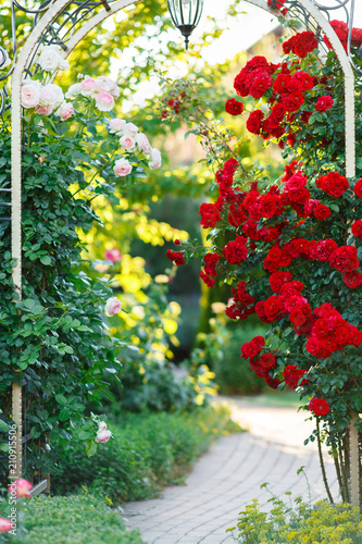 Fototapeta Naklejka Na Ścianę i Meble -  Beautiful blooming red rose on a bush in the garden