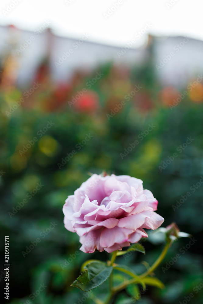 pink rose bush with flowers and green buds