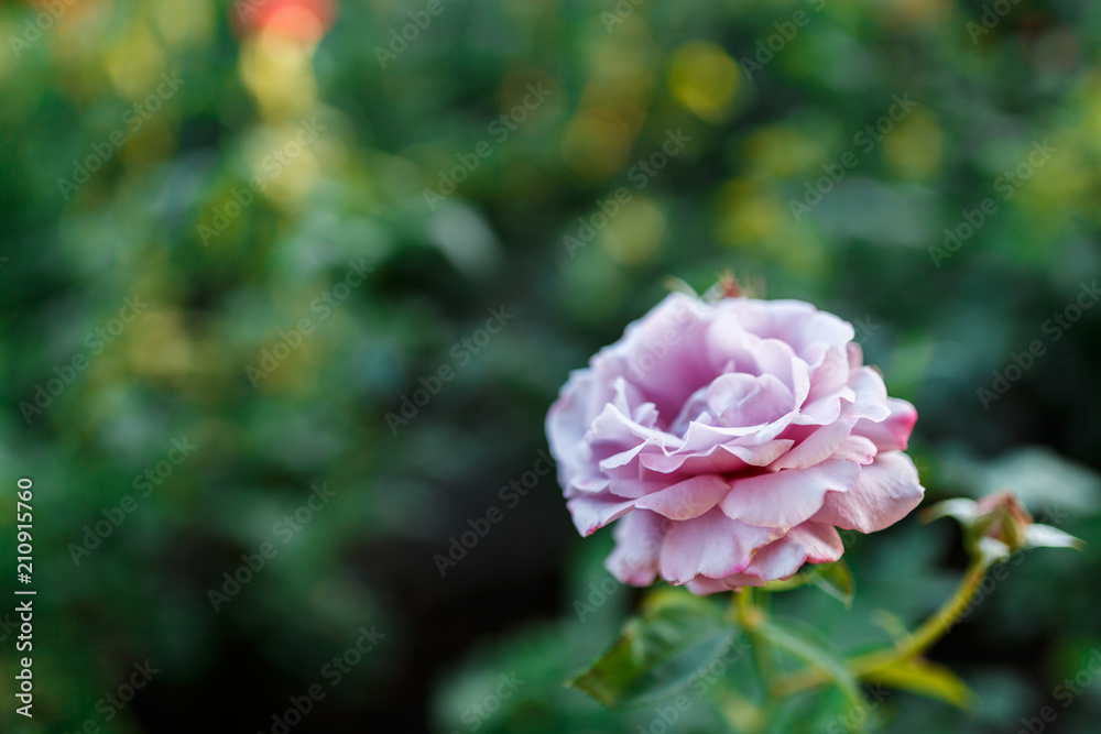 pink rose bush with flowers and green buds