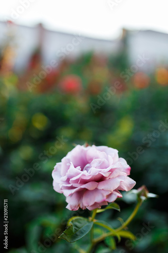 Fototapeta Naklejka Na Ścianę i Meble -  pink rose bush with flowers and green buds