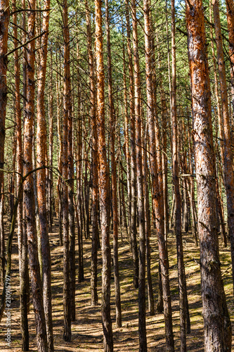 Rows of the tall pine trees in a forest on spring