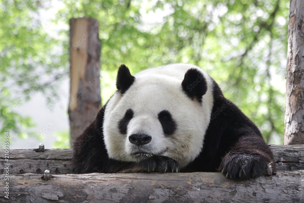 Funny Sleeping Panda in the Afternoon, Siesta after Lunch, Beijing, China Funny Sleeping Panda in the Afternoon, Siesta after Lunch, Beijing, China