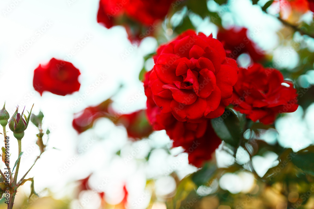 Beautiful blooming red rose on a bush in the garden Beautiful blooming red rose on a bush in the garden