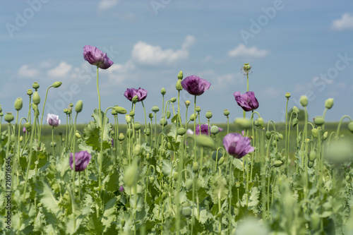 Opium poppy flowers on field (Papaver somniferum)