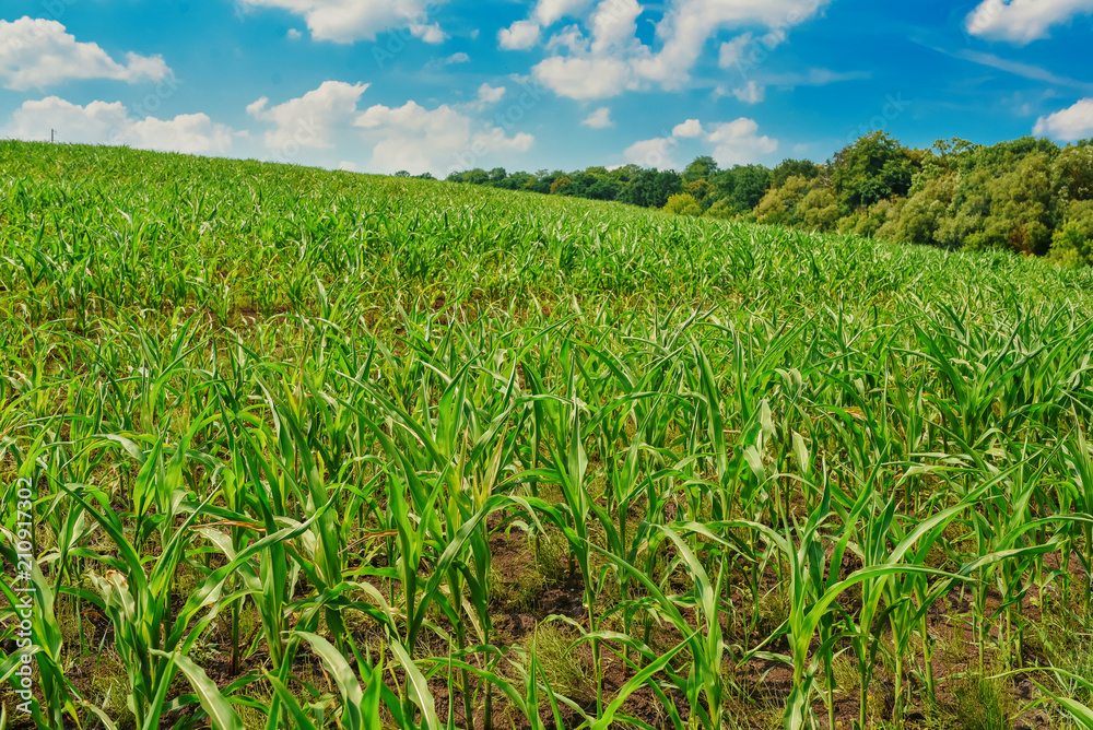 Green field with corn. Blue cloudy sky. Green field with corn. Blue cloudy sky.