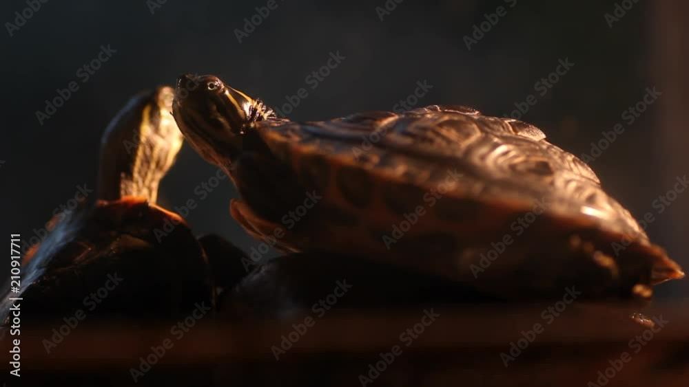 Two Small Turtles enjoy heating under a UV lamp at night Two Small Turtles enjoy heating under a UV lamp at night
