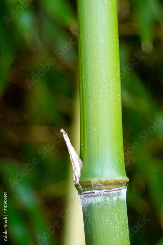 Bamboo-001